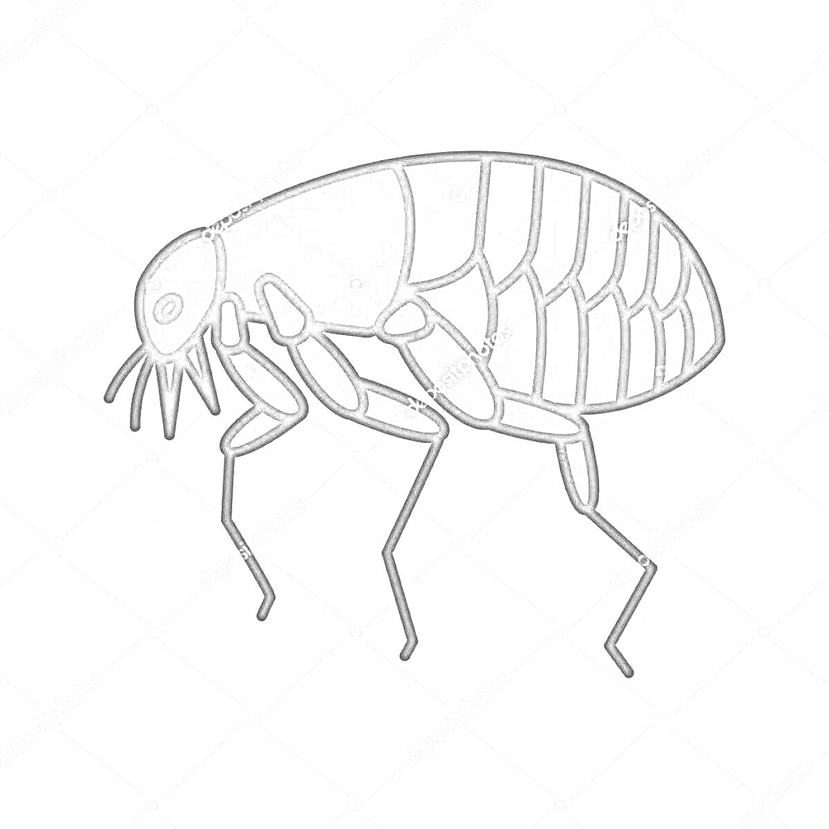 Блоха в деталях, включающая голову, тело с сегментами и лапки