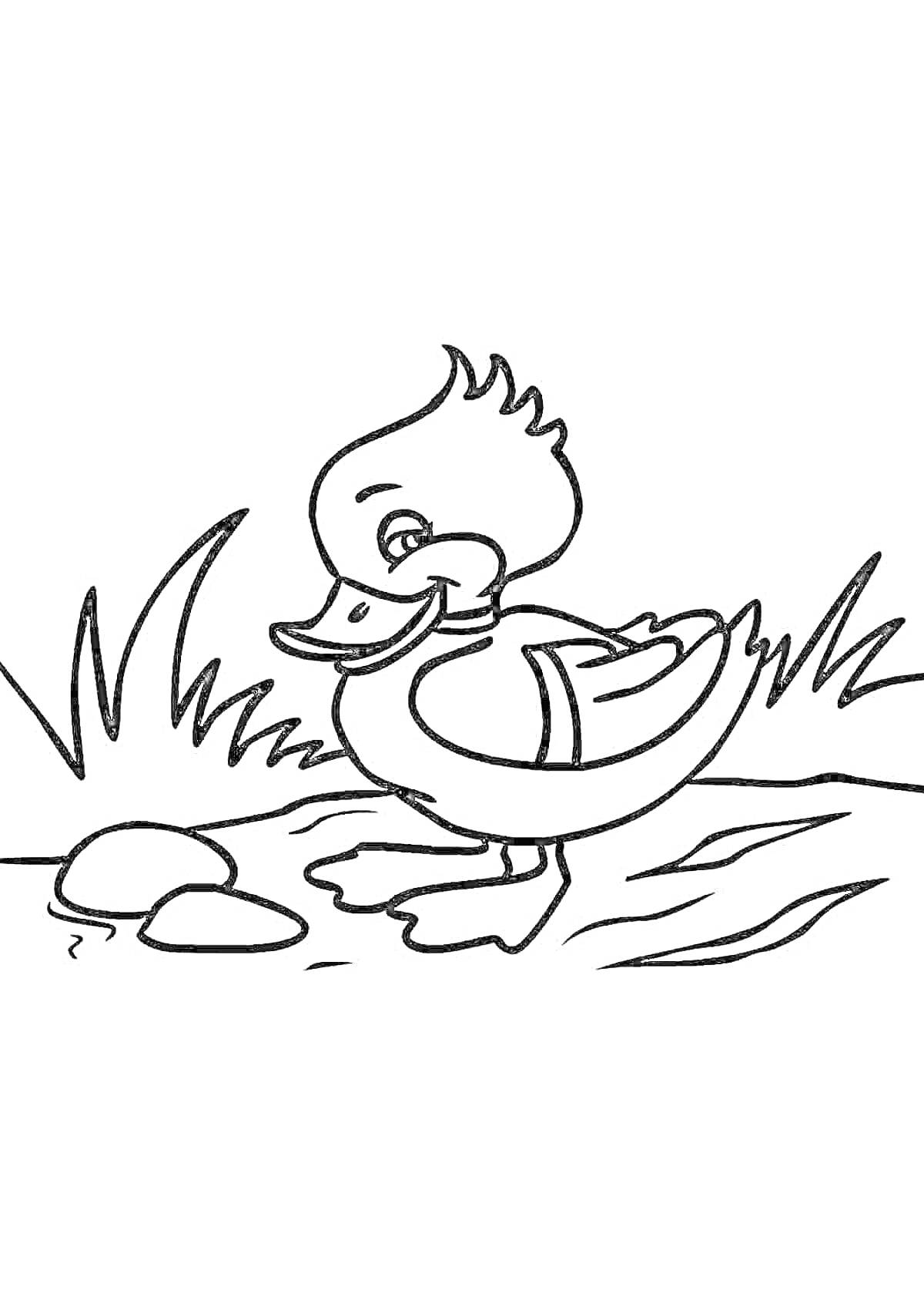 Раскраска Утенок на фоне травы и водоема с камнями