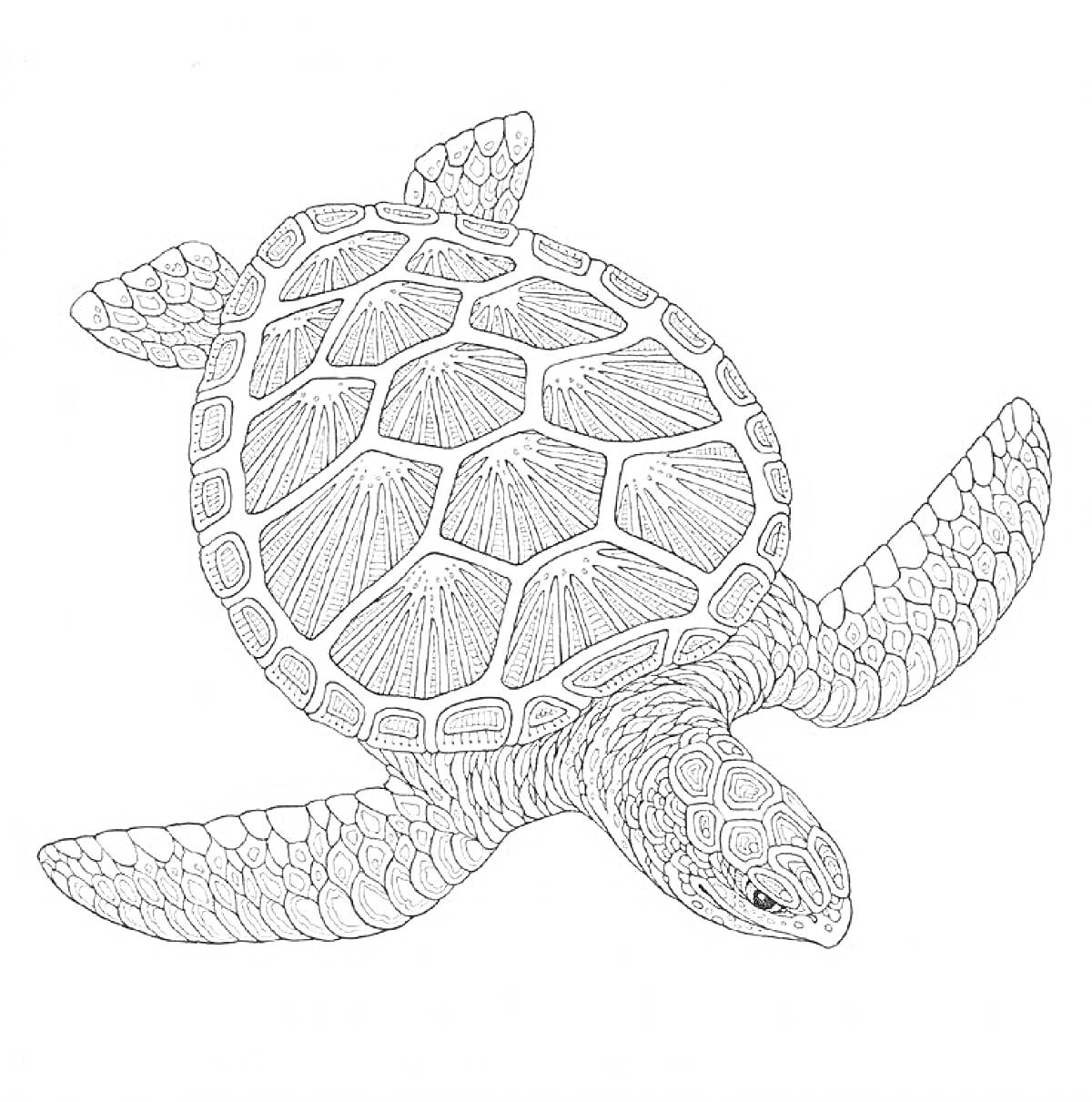 Раскраска Черепаха с деталями на панцире и плавниках