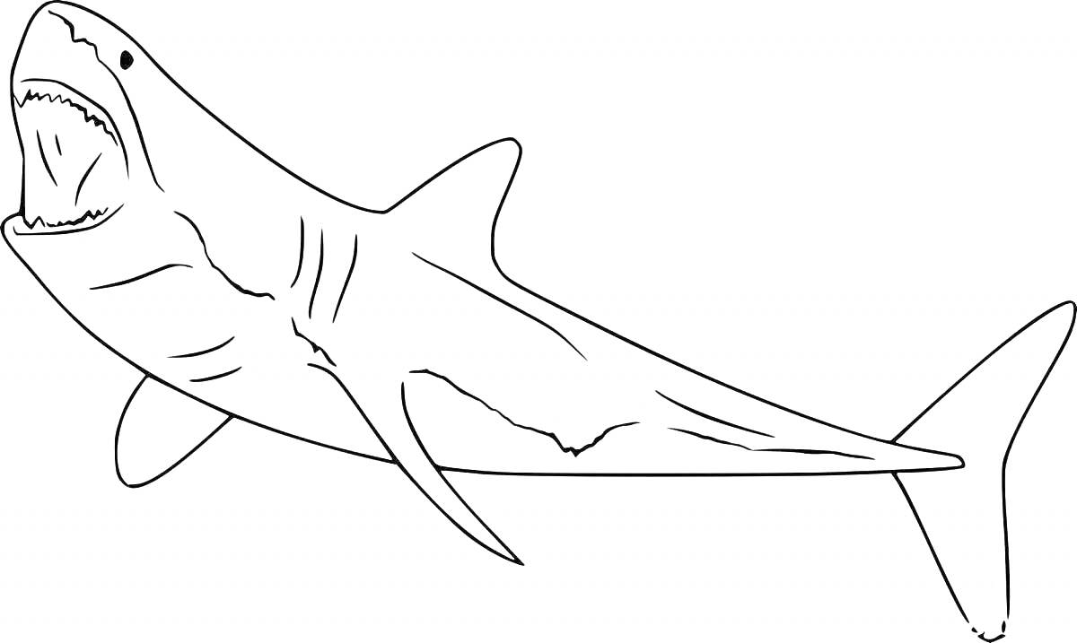 На раскраске изображено: Мегалодон, Зубы, Акулы, Морские животные, Океаны