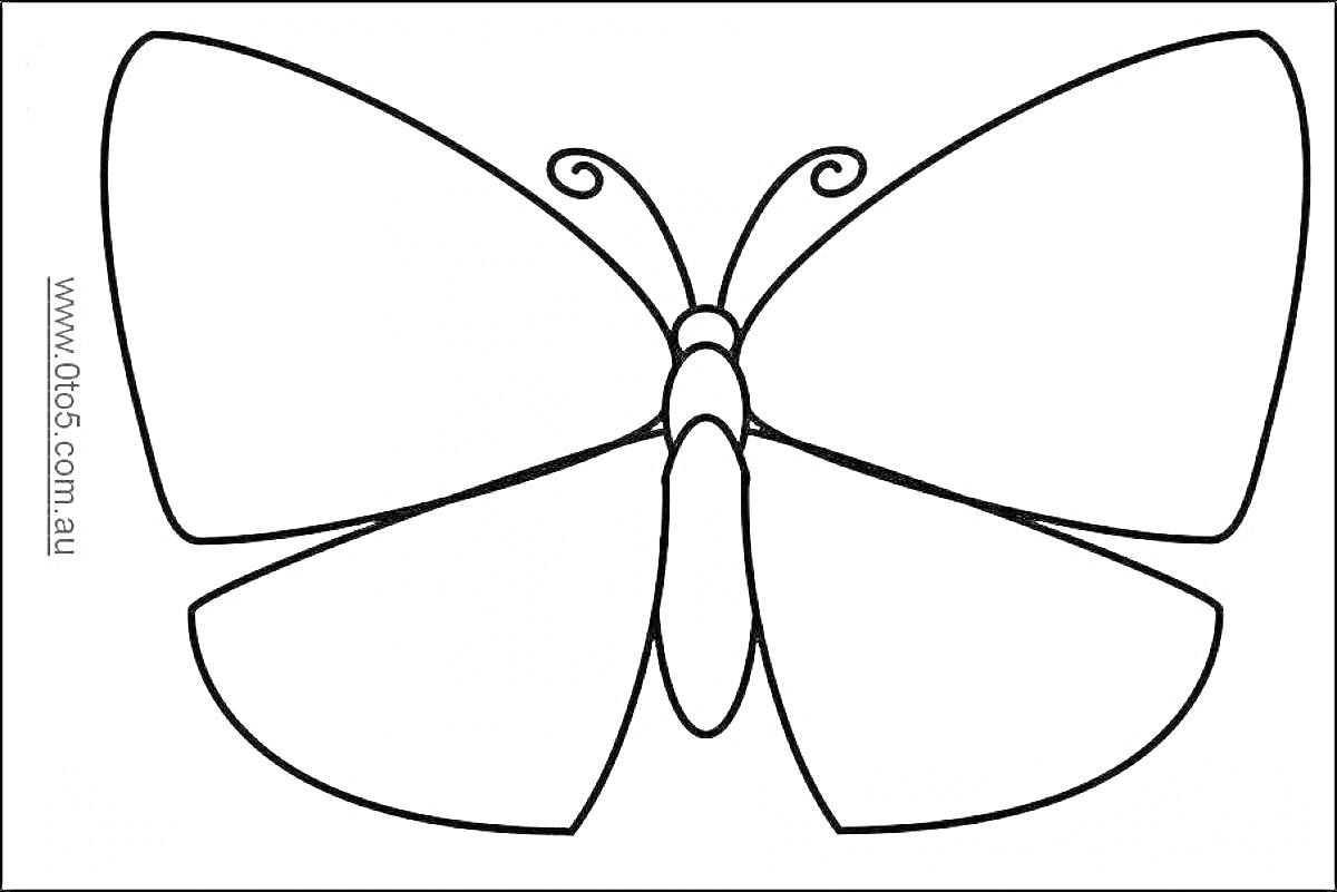 Раскраска Шаблон бабочки с четырьмя крыльями и усиками
