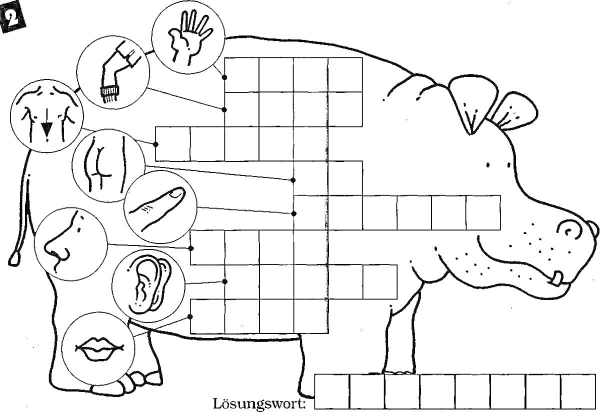 Раскраска с изображением бегемота и кроссвордом, содержащим подсказки в виде иллюстраций частей тела и ручных знаков