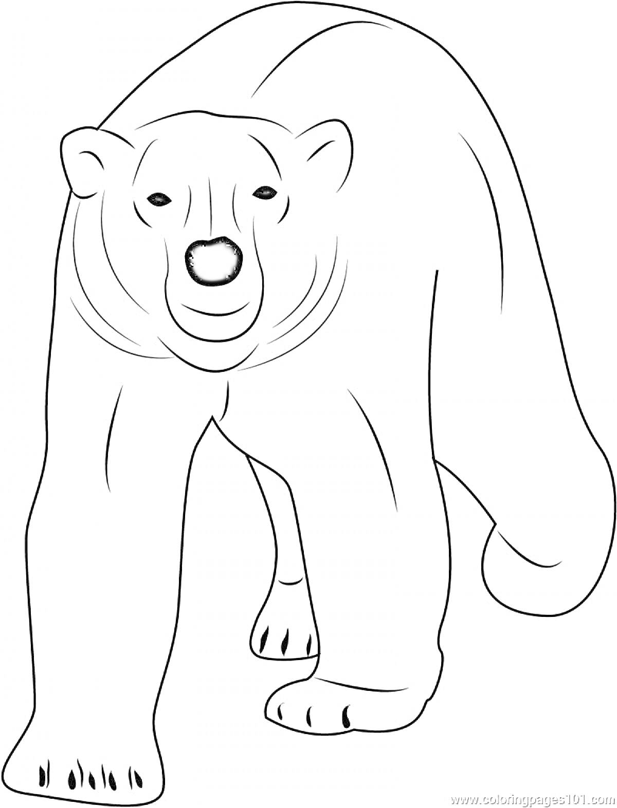 Раскраска Белый медведь, идущий на переднем плане