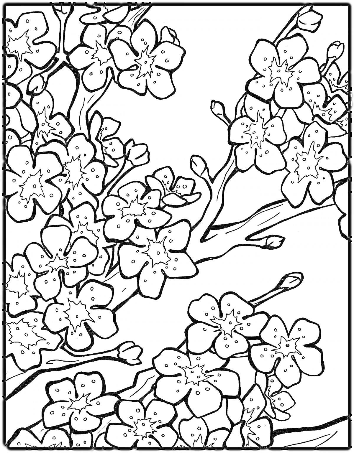 На раскраске изображено: Сакура, Цветение, Цветы, Весна, Природа, Лепестки, Ветка, Деревья, Контурные рисунки