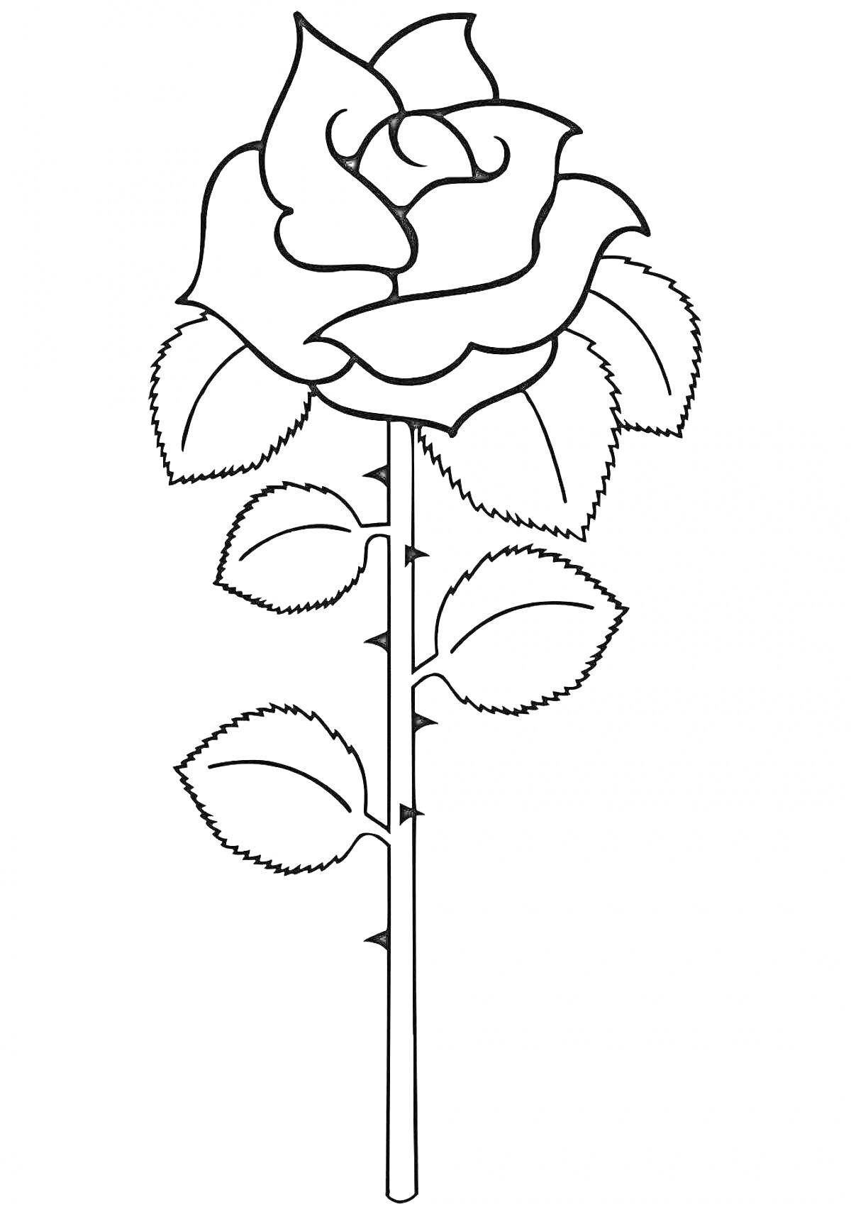 Раскраска Роза с листьями и шипами для раскрашивания
