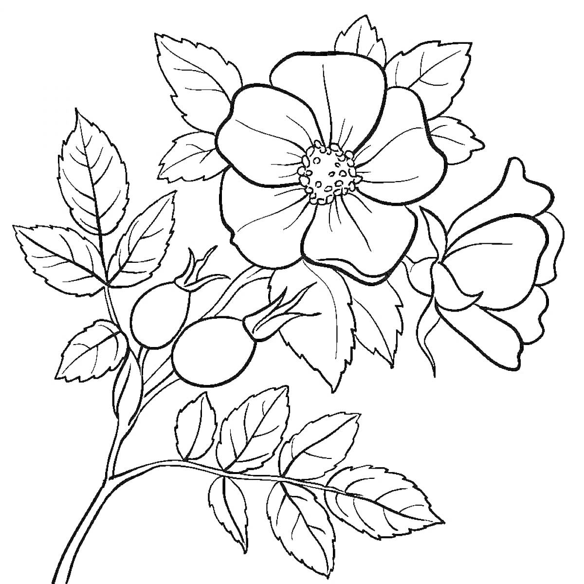 На раскраске изображено: Шиповник, Цветы, Листья, Плоды, Ботаника, Растения, Бутон