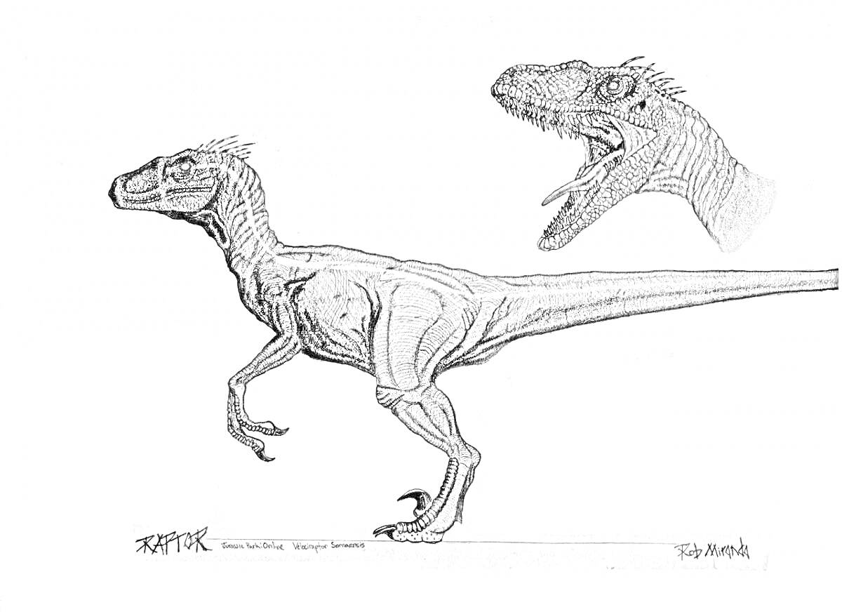 Раскраска Ютараптор (профильный обзор и вид с открытой пастью)