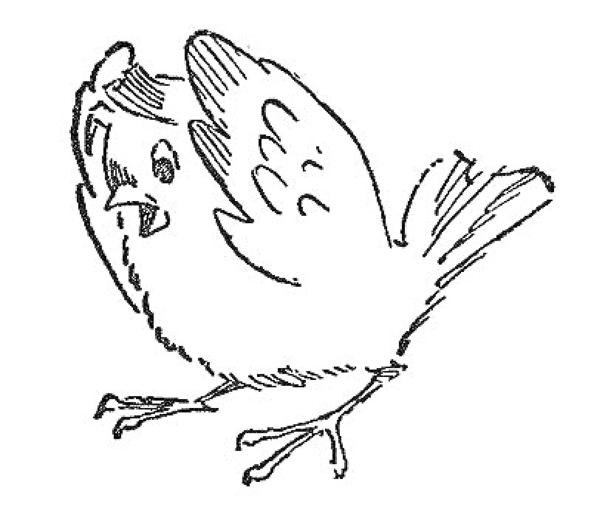 На раскраске изображено: Птица, Воробей, Контурные рисунки