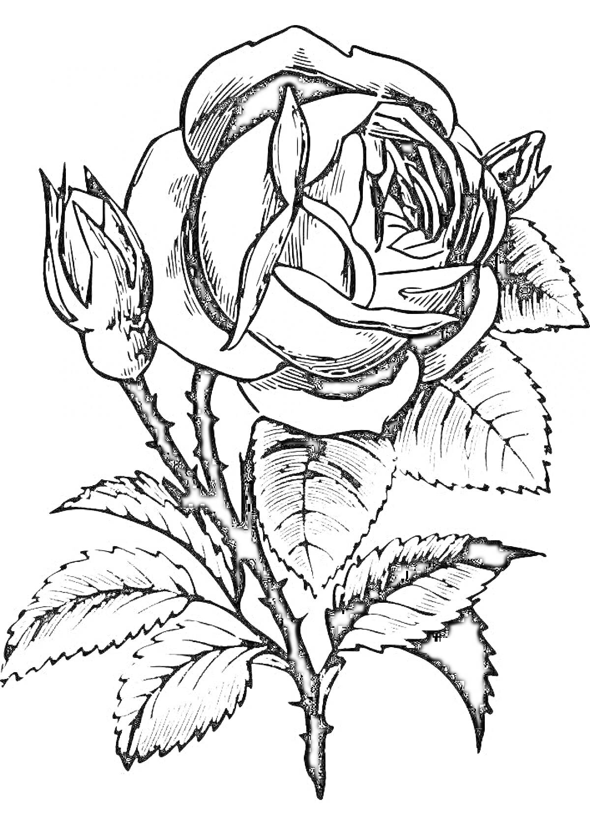 На раскраске изображено: Бутон, Листья, Растения, Ботаника