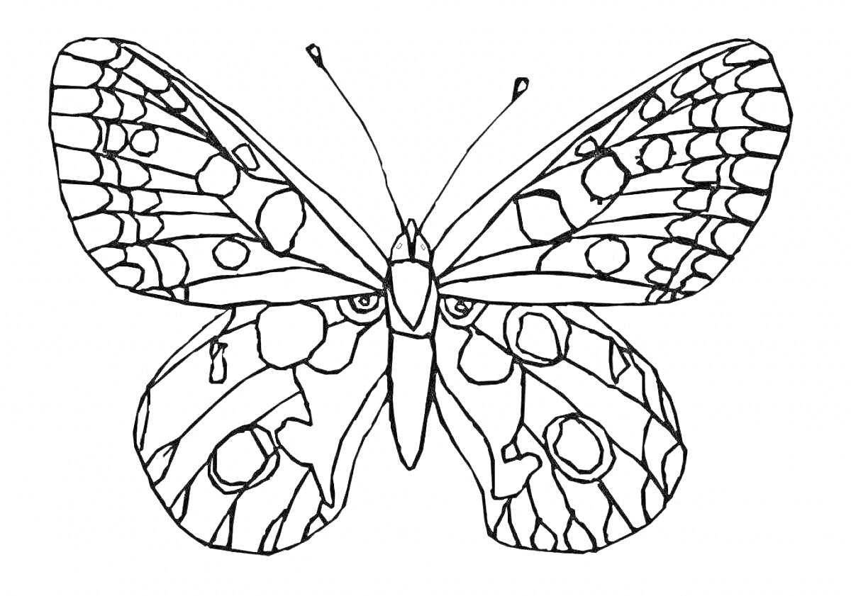 Раскраска Красивая бабочка с узорчатыми крыльями
