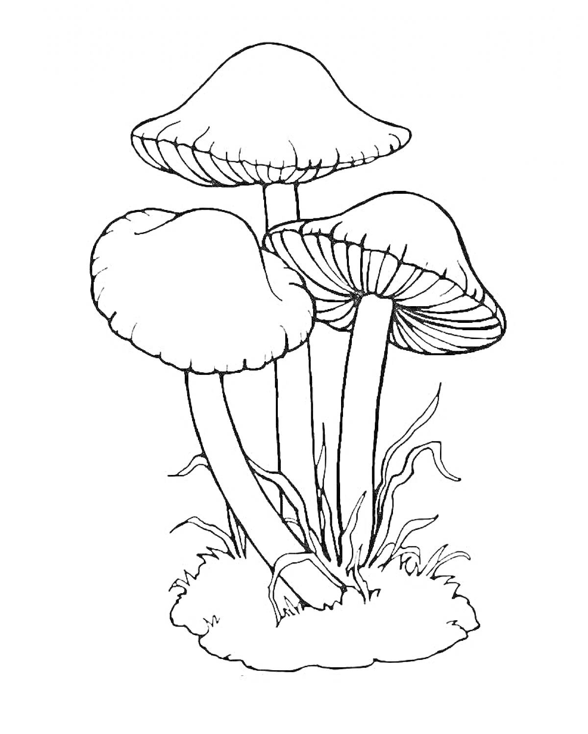 На раскраске изображено: Несъедобные грибы, Трава, Грибы, Природа