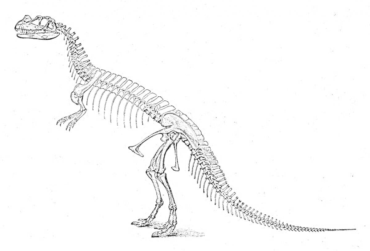 На раскраске изображено: Цератозавр, Скелет, Динозавр, Кости