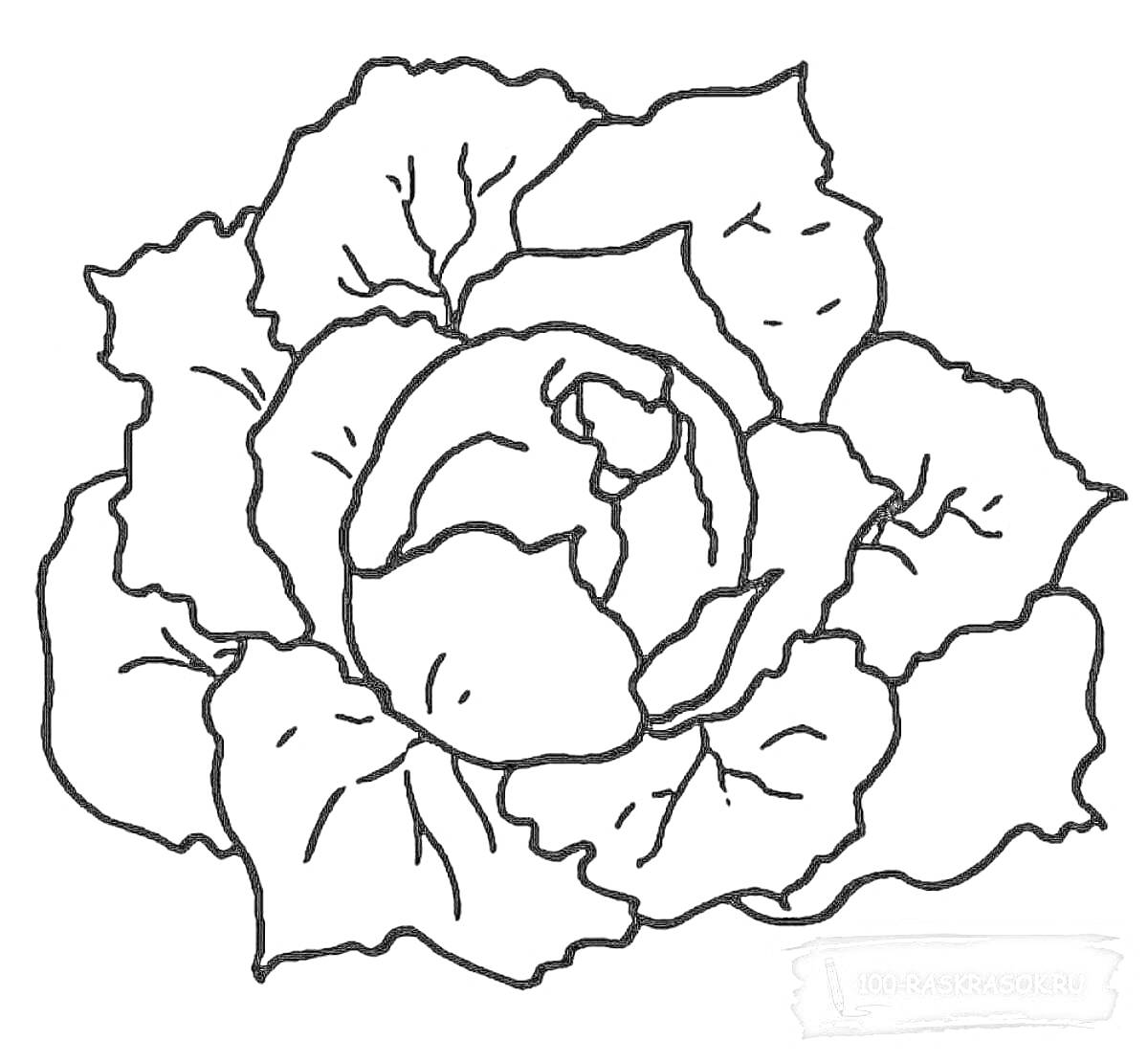 Раскраска Рисунок капуста с крупными и мелкими листьями