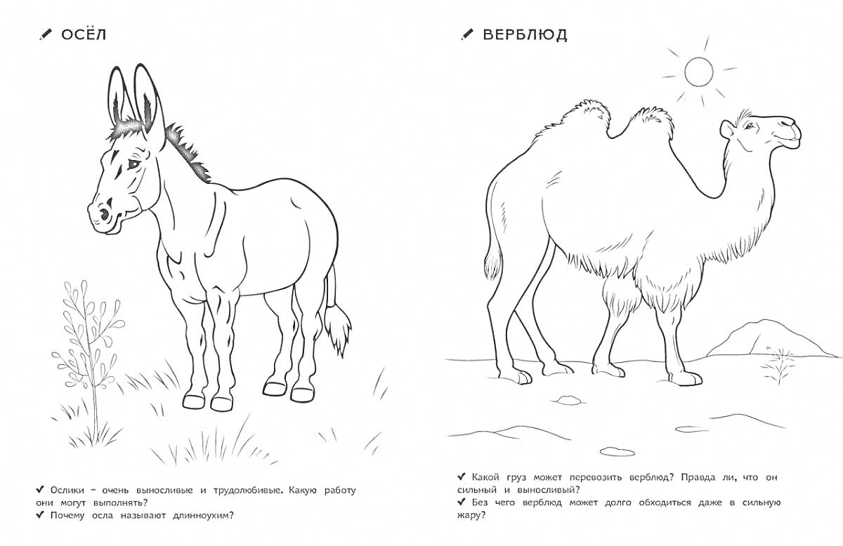Раскраска Осёл и верблюд, рядом кустик травы, солнце, холмы