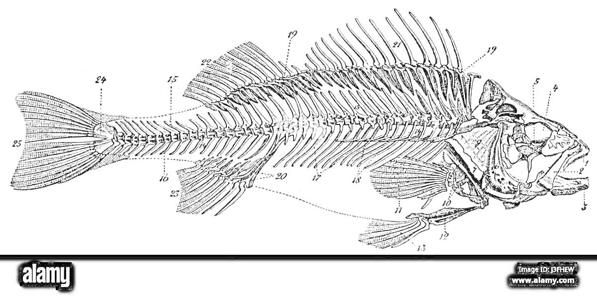 Раскраска Скелет рыбы с обозначениями всех элементов