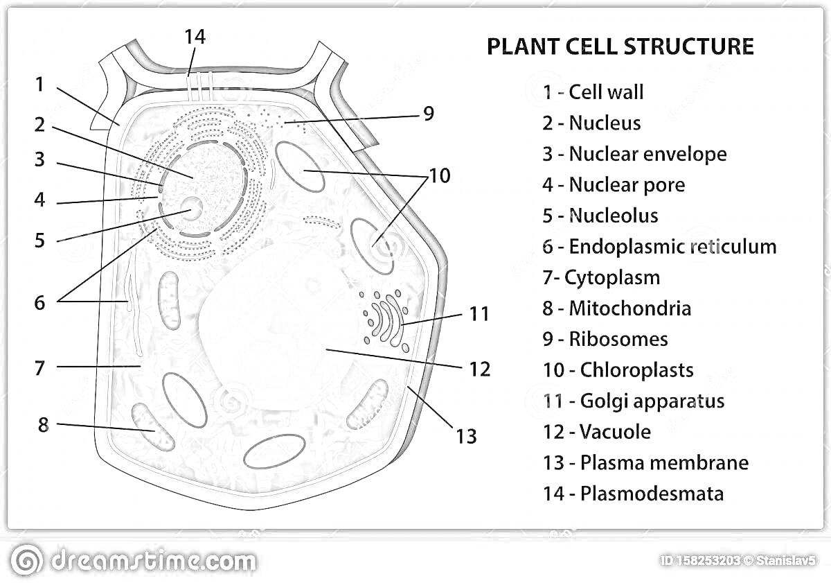 Раскраска Строение растительной клетки (Cell wall, Nucleus, Nuclear envelope, Nuclear pore, Nucleolus, Endoplasmic reticulum, Cytoplasm, Mitochondria, Ribosomes, Chloroplasts, Golgi apparatus, Vacuole, Plasma membrane, Plasmodesmata)