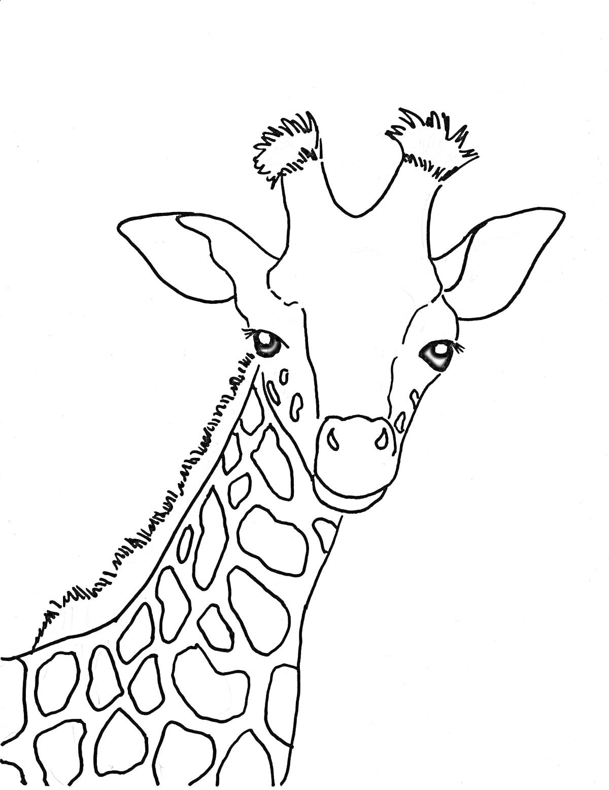 На раскраске изображено: Животные, Длинная шея, Пятна, Уши, Контурное изображение, Для детей, Жирафы