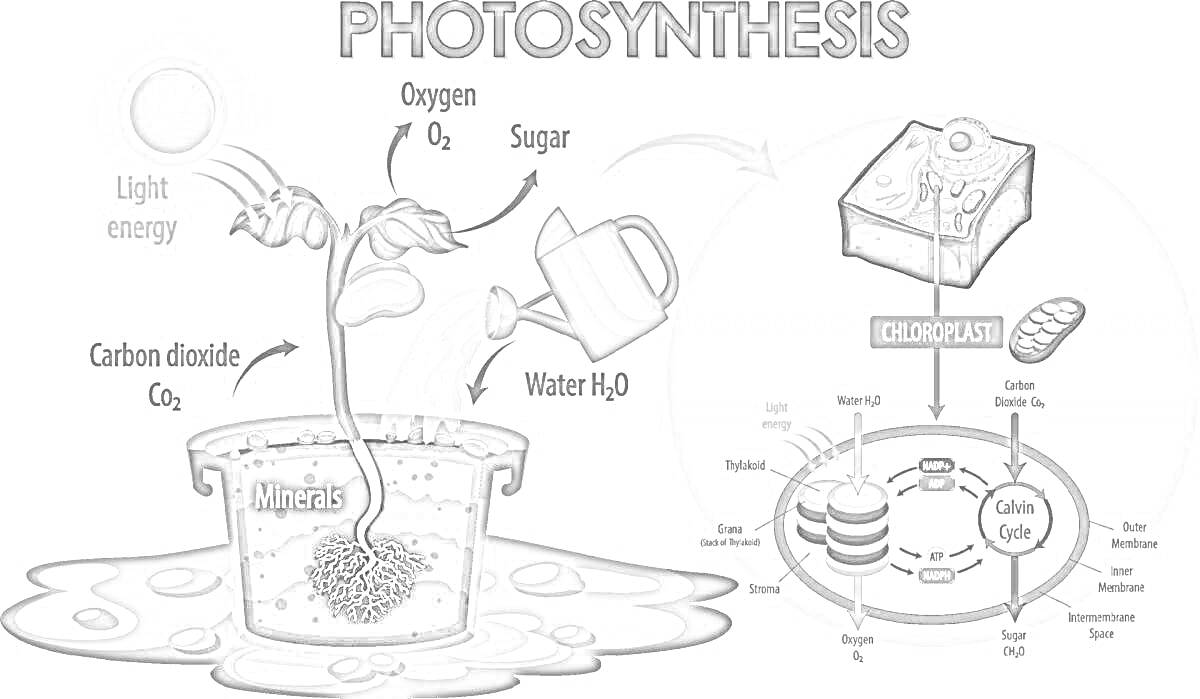 Раскраска Схема фотосинтеза с листом растения, световой энергией, углекислым газом, водой, кислородом, сахарами, минералами, и схематическим изображением хлоропласта и его структуры