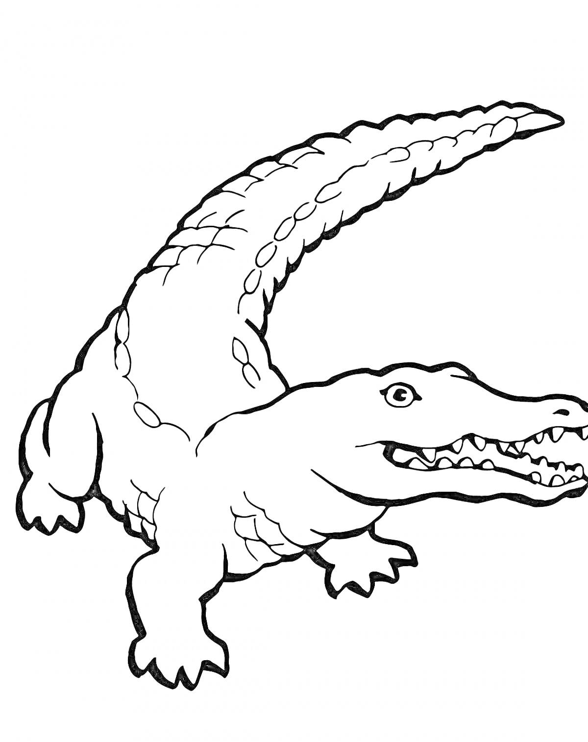 На раскраске изображено: Крокодил, Животные, Длинный хвост, Зубы, Для детей, Рептилии