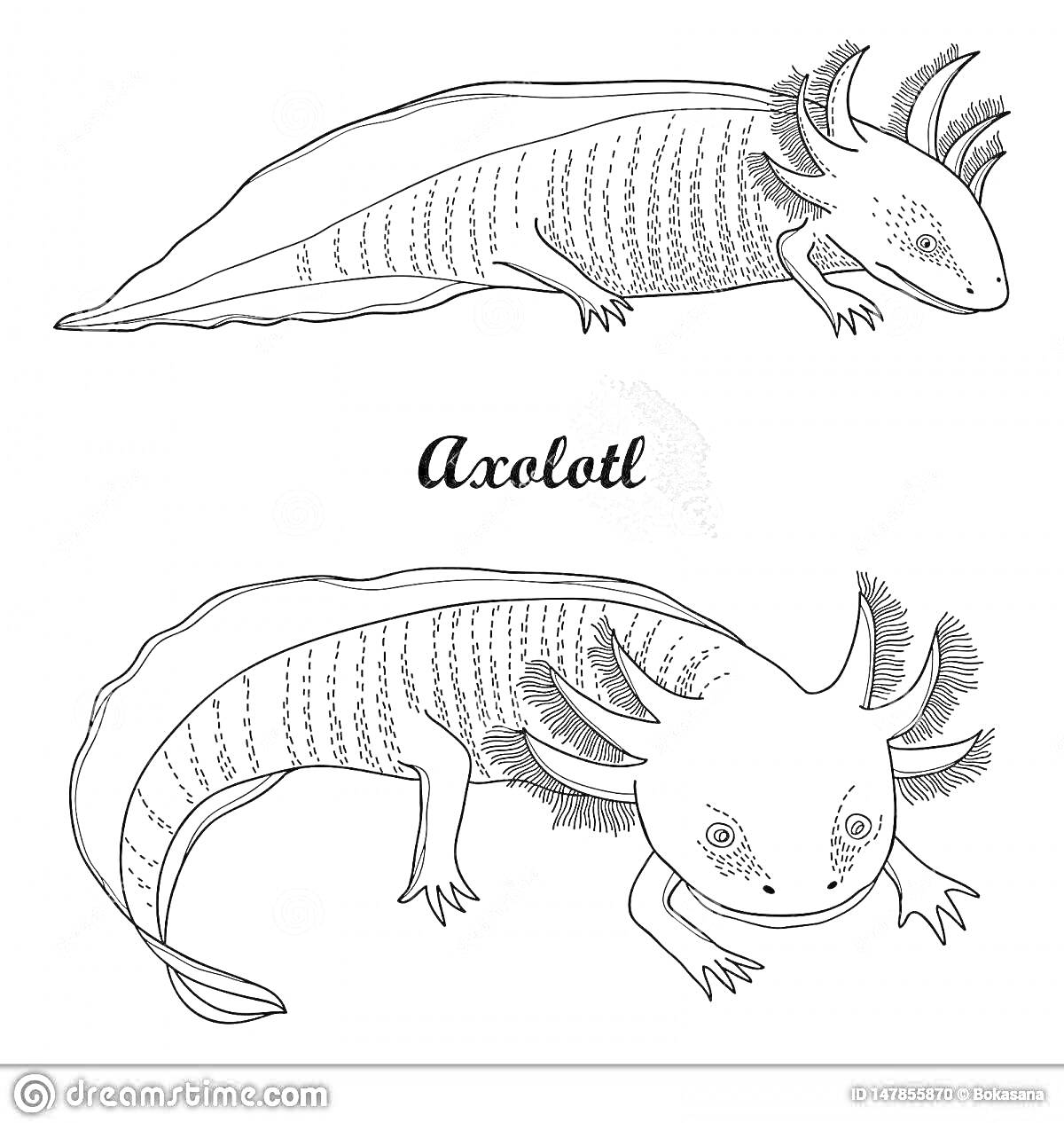 На раскраске изображено: Аксолотль, Контурные рисунки, Животные, Природа, Амфибии, Учебные материалы, Развивающие игры