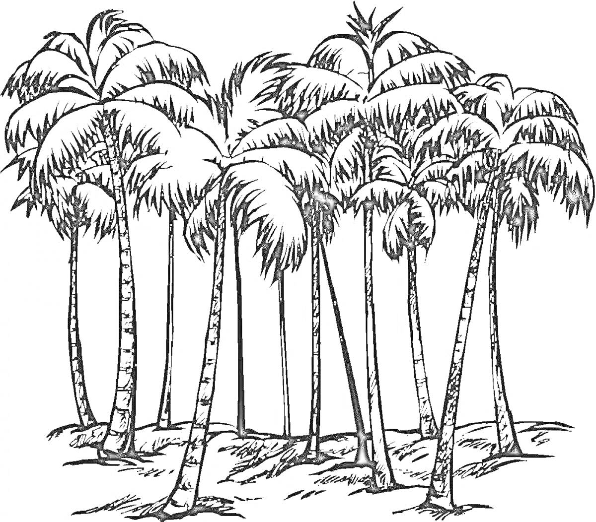 На раскраске изображено: Тропики, Лес, Пальмы, Деревья, Природа