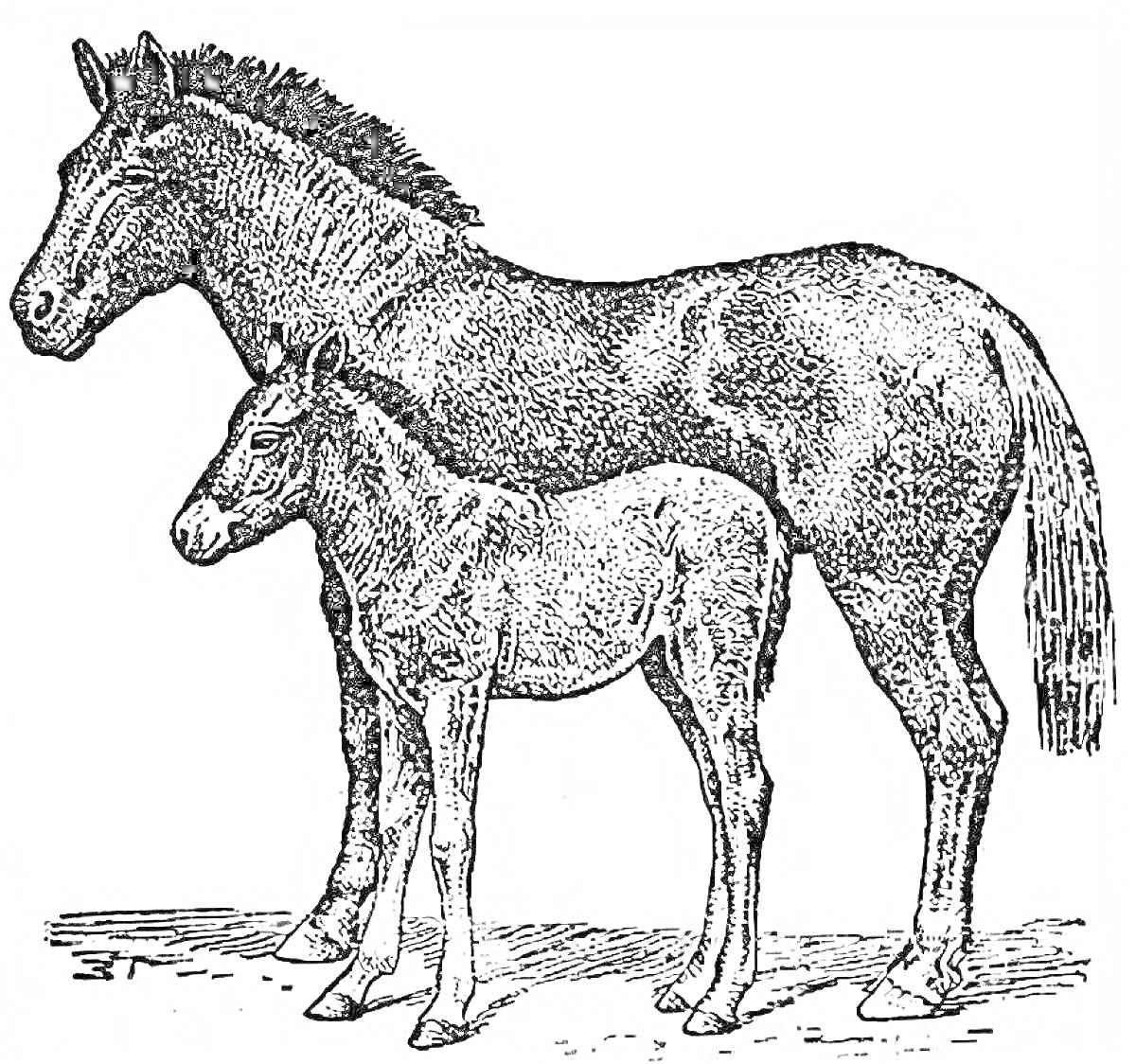 Раскраска Взрослая лошадь Пржевальского и жеребёнок, стоящие на земле