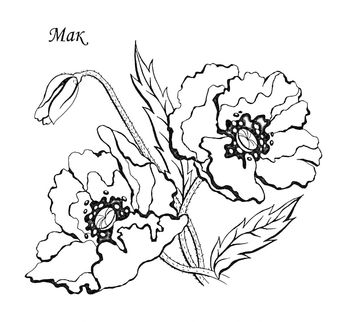 На раскраске изображено: Мак, Бутон, Листья, Цветы, Растения