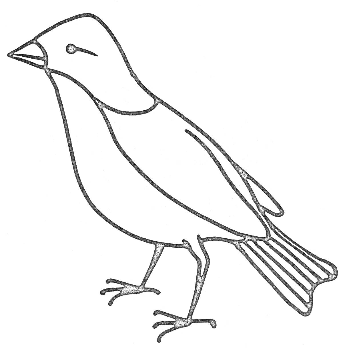 На раскраске изображено: Птица, Природа, Обучение, Для детей, Контурные рисунки