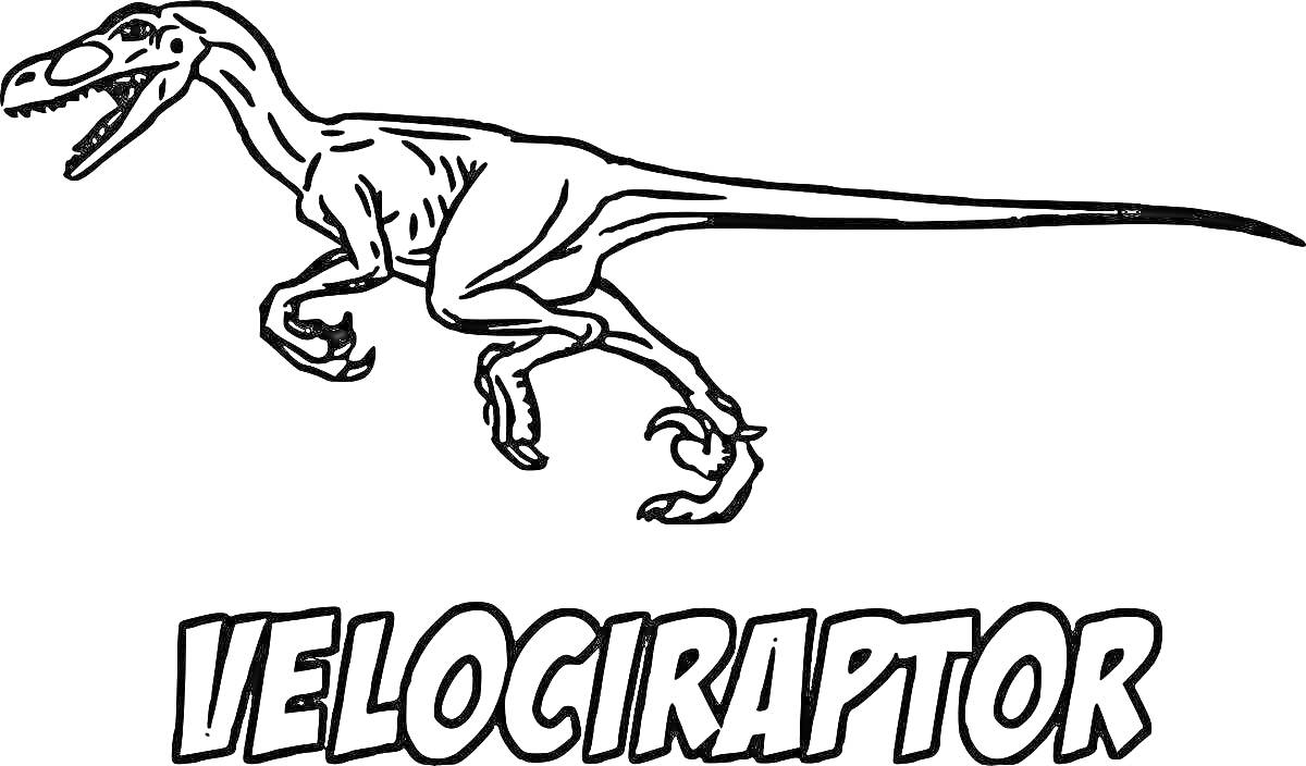 На раскраске изображено: Динозавр, Велоцираптор, Древние животные, Животные, Доисторическая эпоха, Рептилии