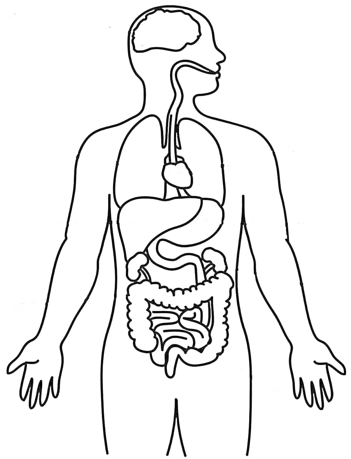 Раскраска органов человека: мозг, пищевод, трахея, легкие, желудок, печень, тонкий кишечник, толстый кишечник