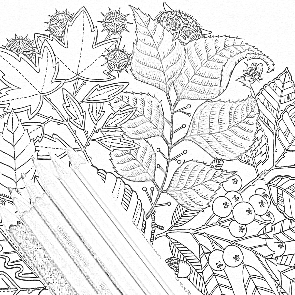 На раскраске изображено: Цветные карандаши, Листья, Сова, Расслабление, Творчество