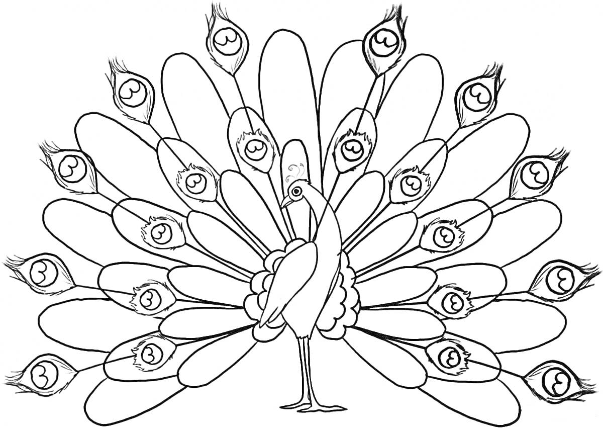 Раскраска Раскраска с павлином и его распушенным хвостом, детализированные хвостовые перья павлина с узорами