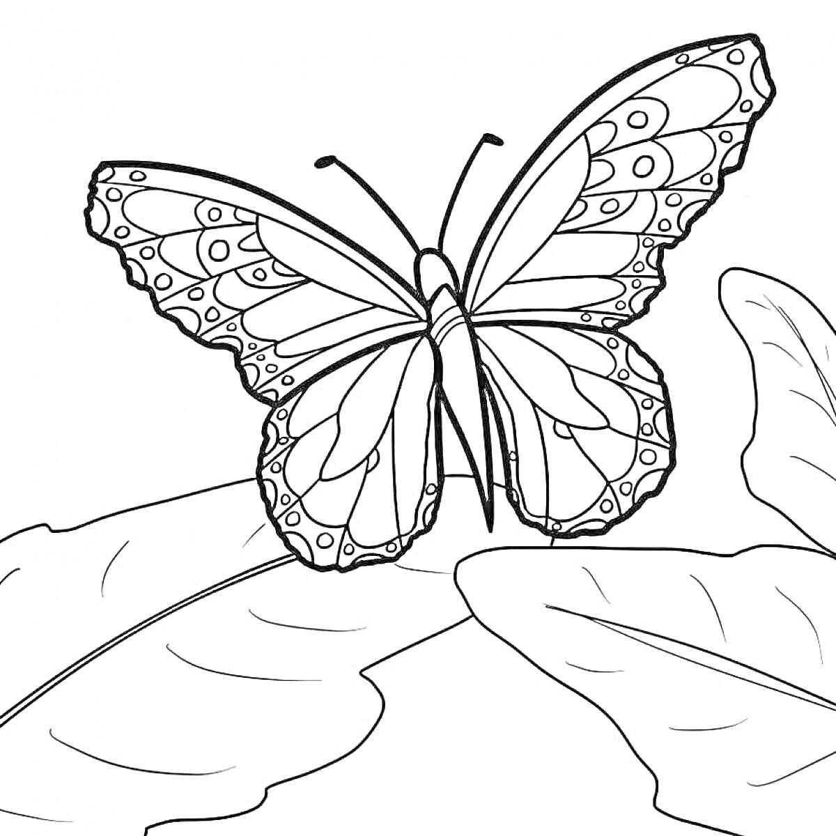 Раскраска Бабочка на листьях