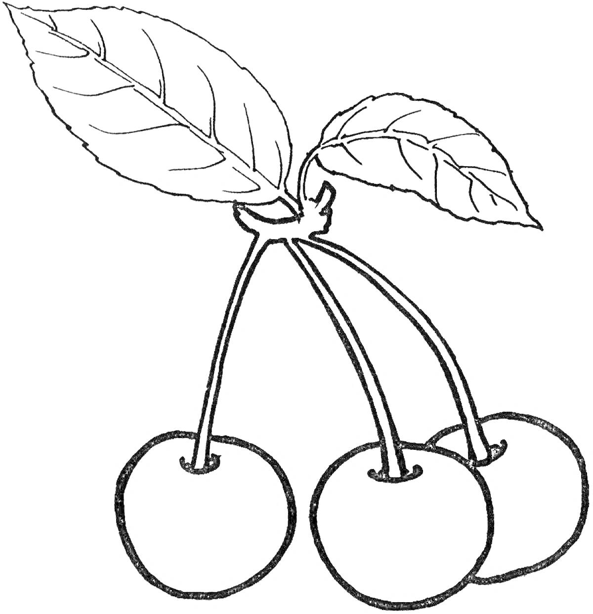 Раскраска Веточка с тремя вишнями и двумя листьями