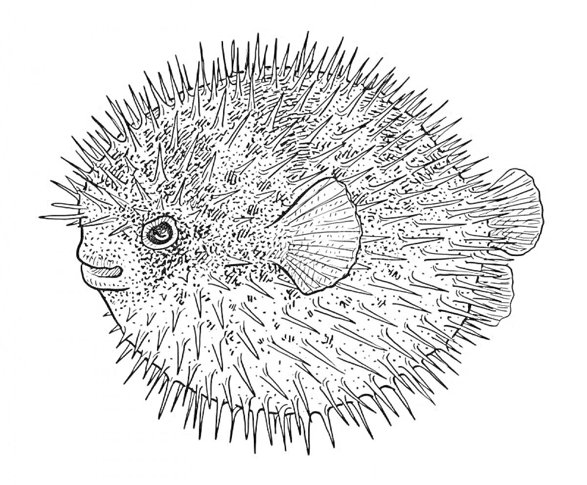 Раскраска Рыба-еж с колючками и плавниками