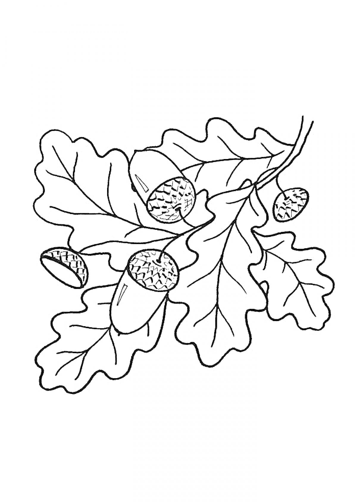 На раскраске изображено: Дубовые листья, Желуди, Природа, Ботаника, Деревья, Осень, Растительность