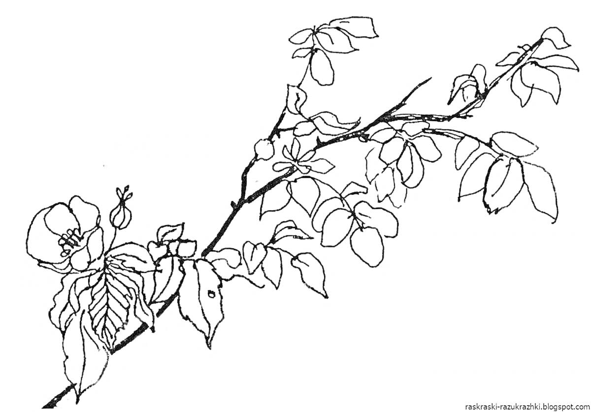 На раскраске изображено: Ветка, Листья, Цветы, Природа, Ботаника