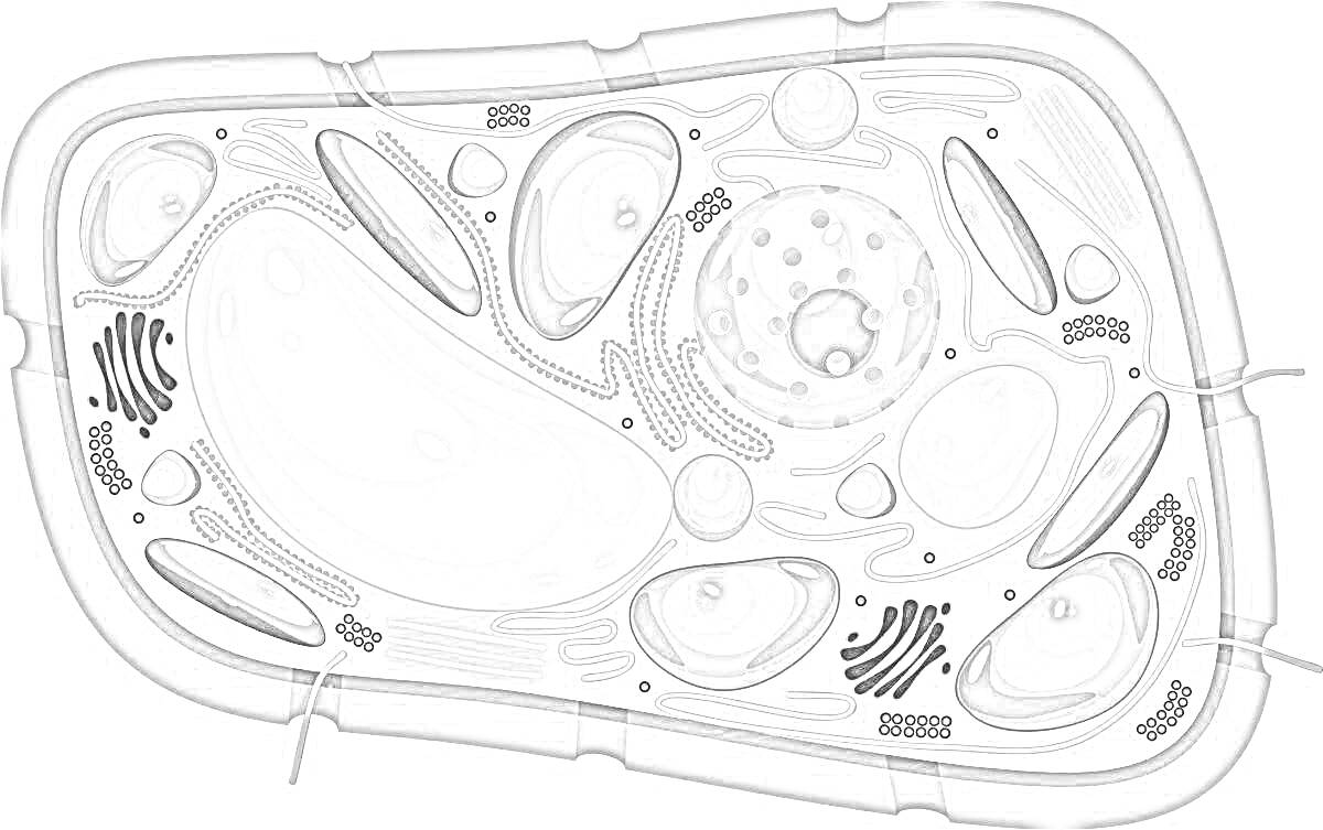 Раскраска растительной клетки с элементами: клеточная стенка, мембрана, центральная вакуоль, хлоропласт, митохондрия, ядро, ядрышко, рибосомы, эндоплазматический ретикулум (гладкий и шероховатый), аппарат Гольджи, цитоплазма, лизосомы, пероксисомы.