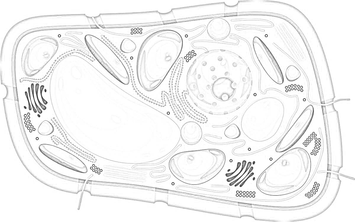 Раскраска Раскраска растительной клетки с элементами: клеточная стенка, мембрана, центральная вакуоль, хлоропласт, митохондрия, ядро, ядрышко, рибосомы, эндоплазматический ретикулум (гладкий и шероховатый), аппарат Гольджи, цитоплазма, лизосомы, пероксисомы.