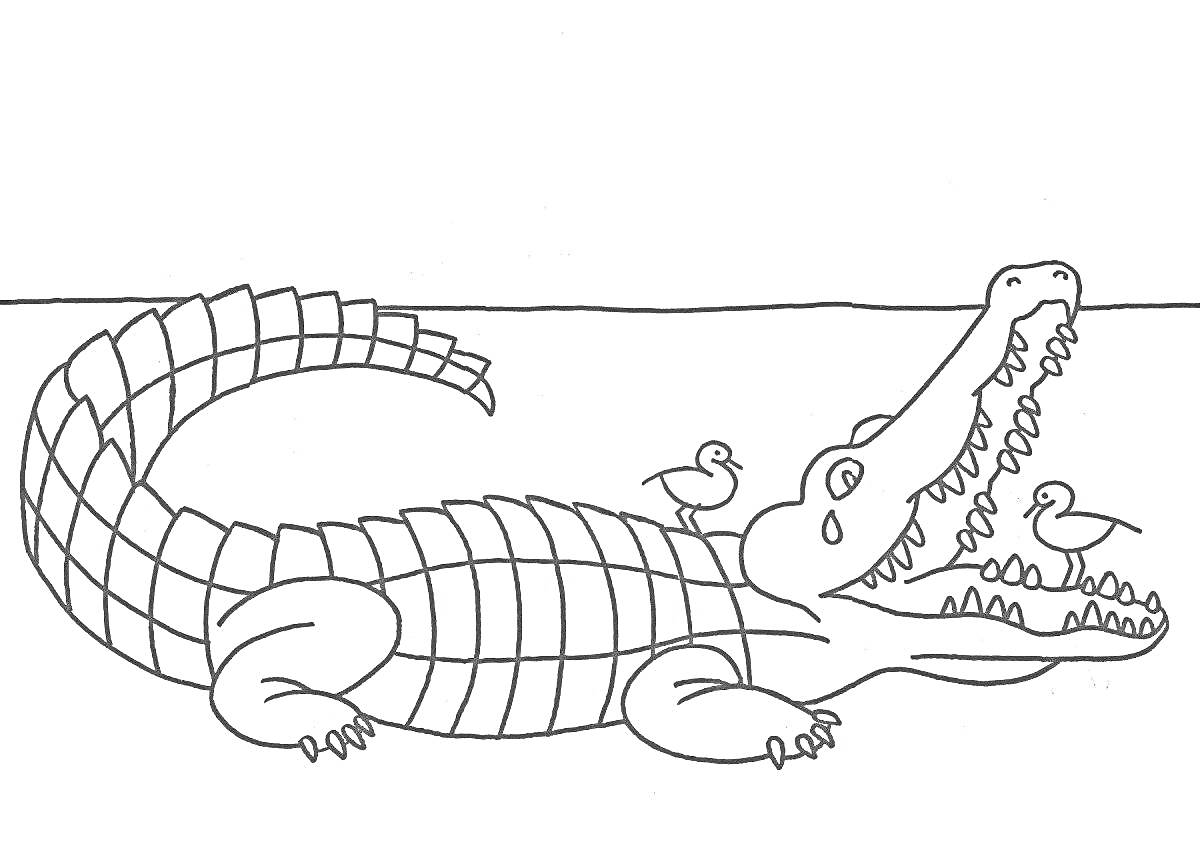 Раскраска Крокодил с открытой пастью, на спине и возле пасти сидят две птицы, горизонтальная линия на заднем плане