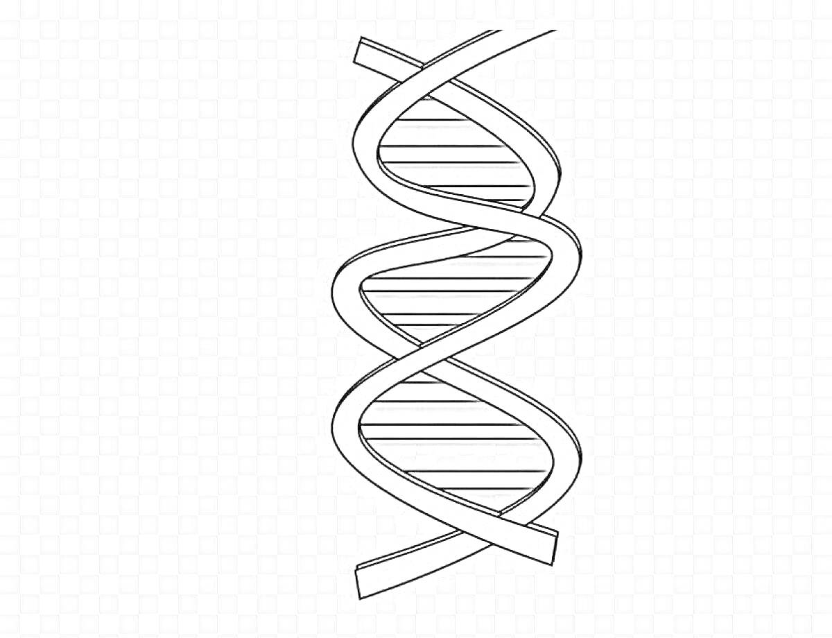Раскраска ДНК-цепь с двойной спиралью и прямыми линиями поперечных связей