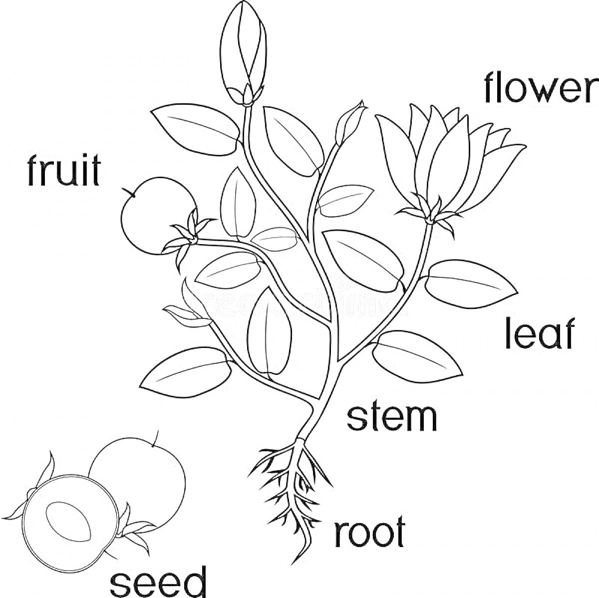Раскраска Плакат с частями растения (плод, семя, стебель, корень, лист, цветок)