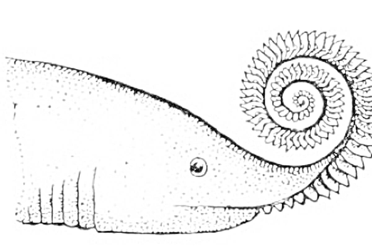 Раскраска геликоприон с характерной спиральной челюстью