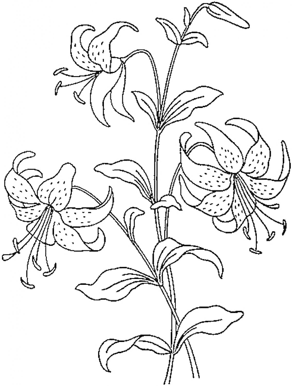 Раскраска Лилия с тремя цветками и листьями