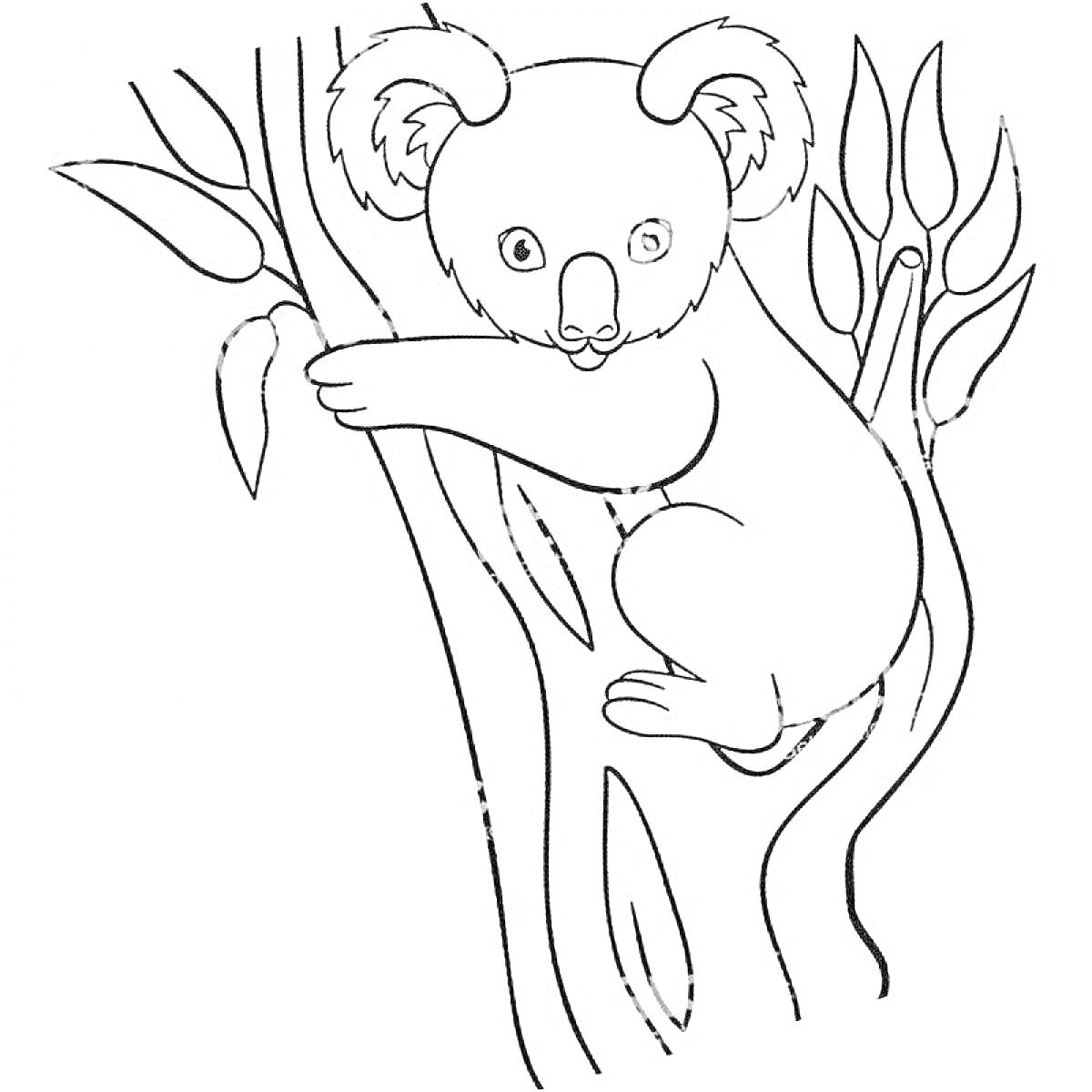 На раскраске изображено: Коала, Листья, Животные, Австралия, Природа