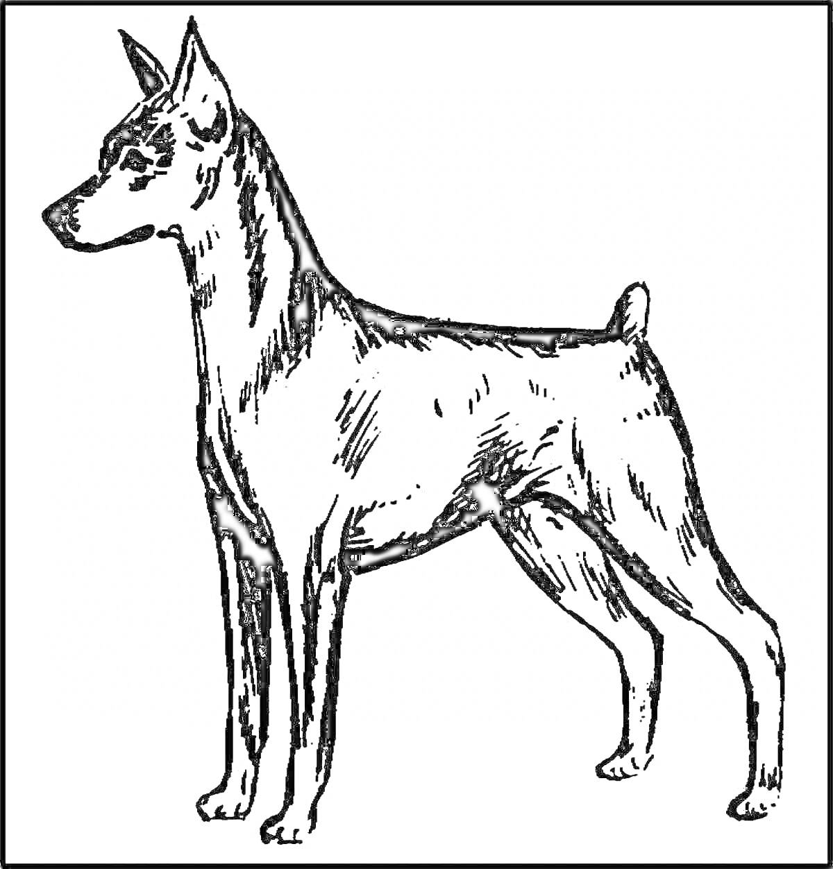 Раскраска Собака породы доберман в стойке, контурное изображение для раскрашивания