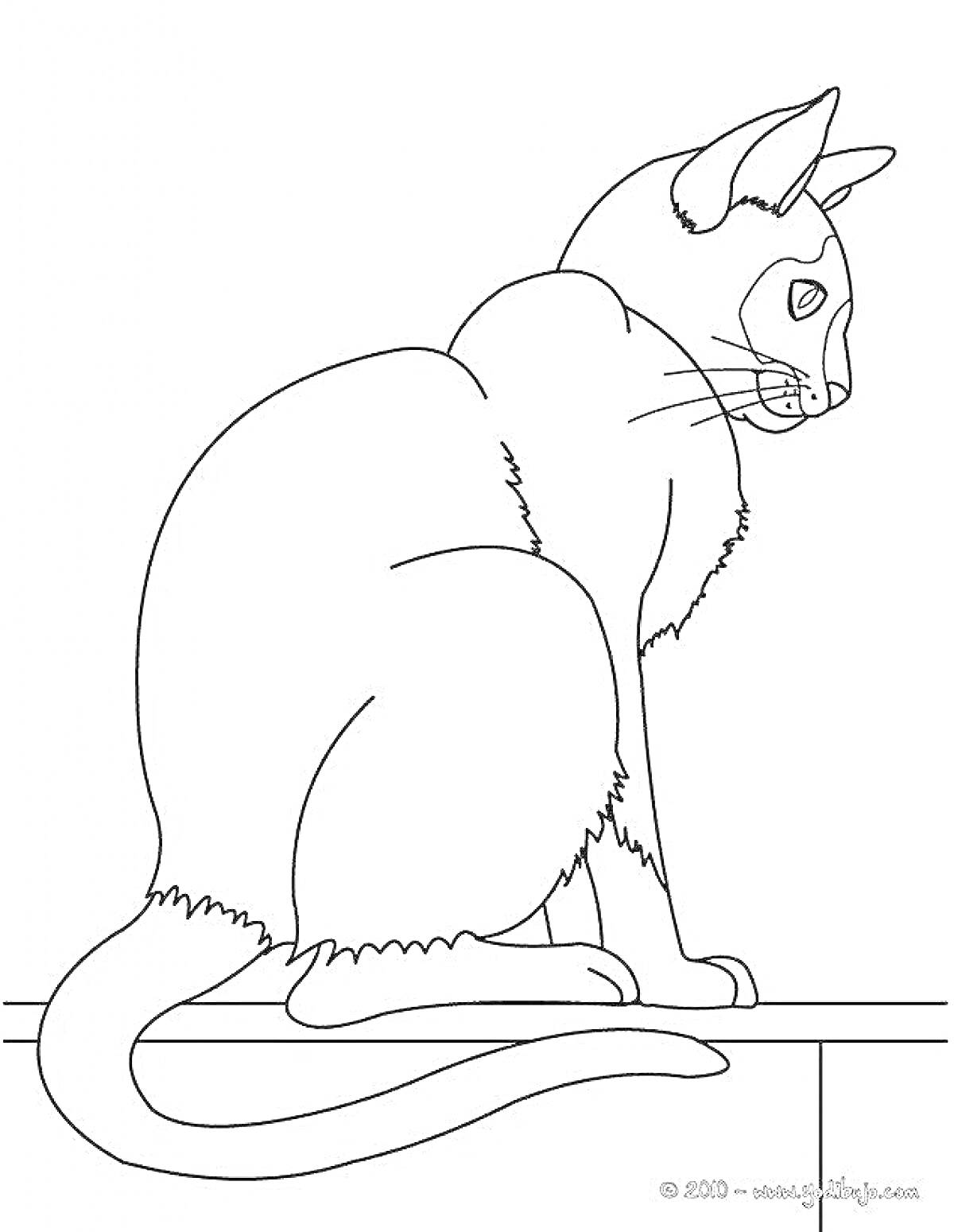 Раскраска Сиамская кошка на подоконнике