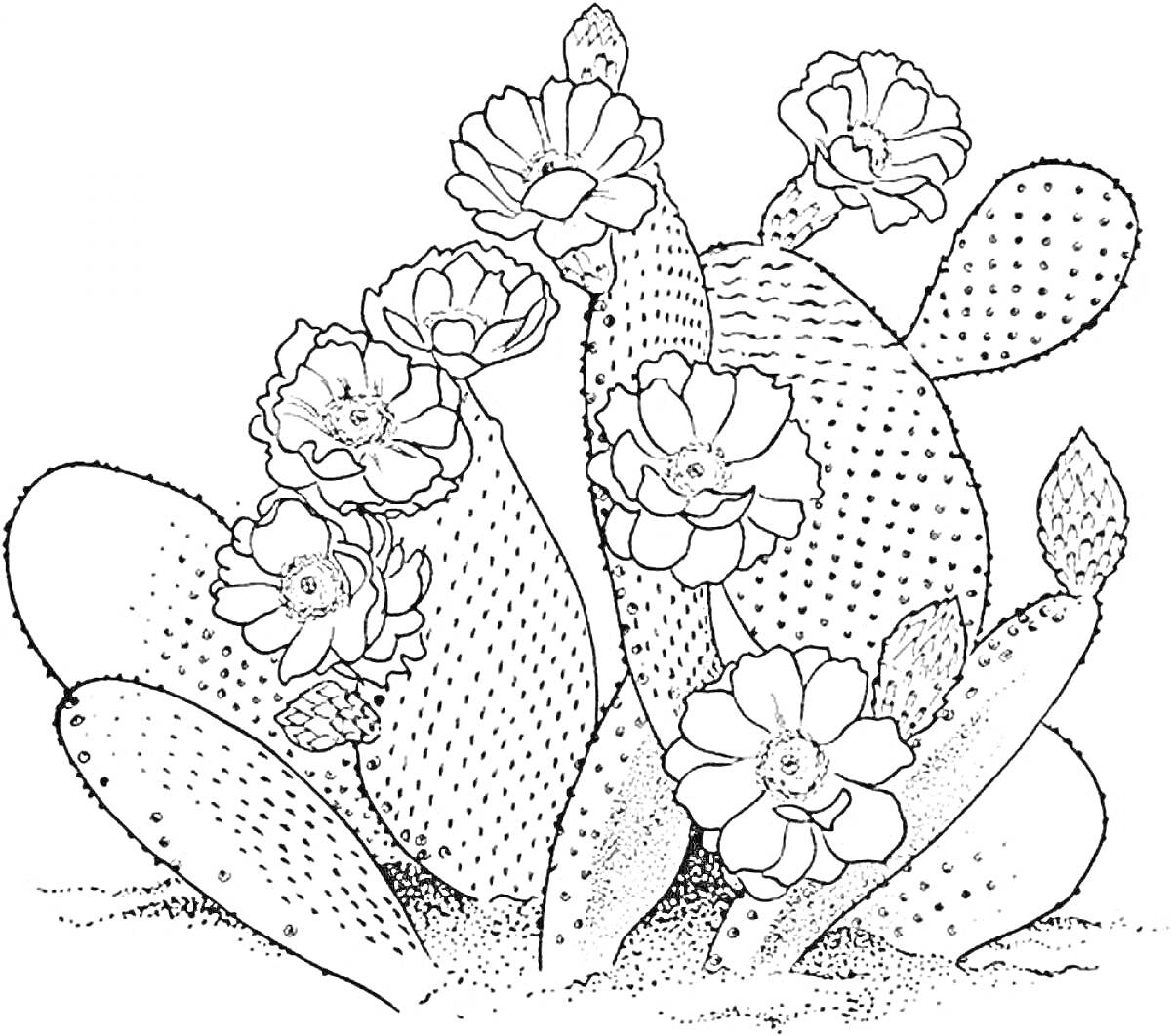 На раскраске изображено: Антистресс, Цветы, Природа, Сад, Растения, Ботаника