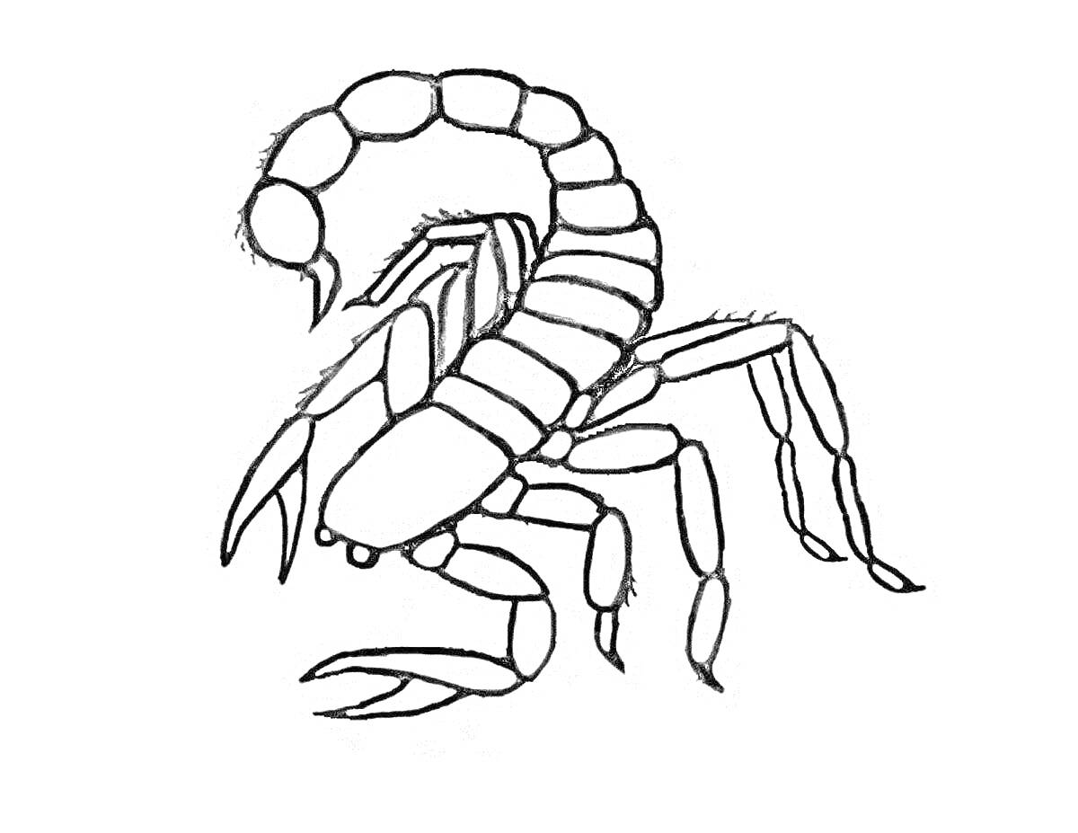 Чёрно-белое изображение скорпиона с хвостом, клешнями и многосегментными ногами