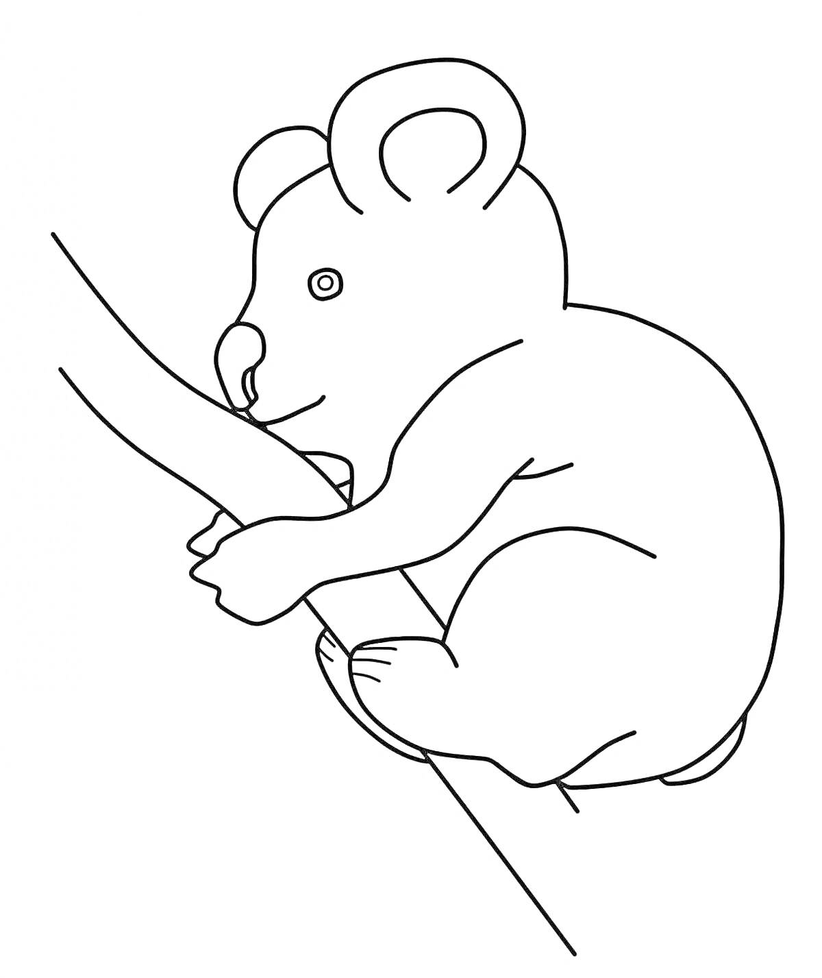 На раскраске изображено: Коала, Ветка, Животные Австралии, Для детей, Природа